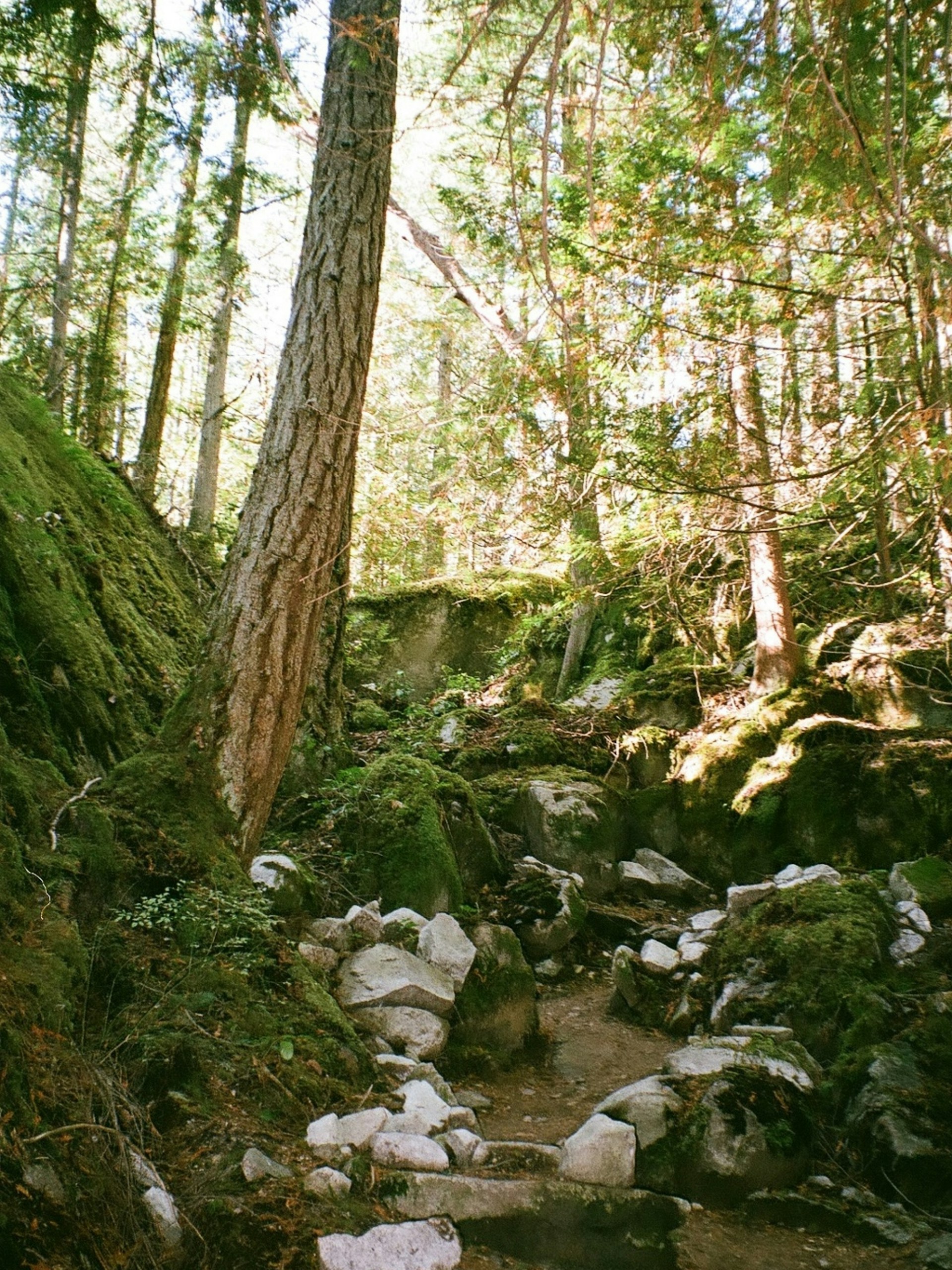 Forest trail at Hidden Grove in Sechelt, British Columbia